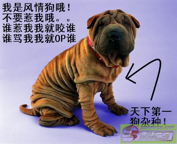 ͼƬ��������´��ڴ򿪲鿴