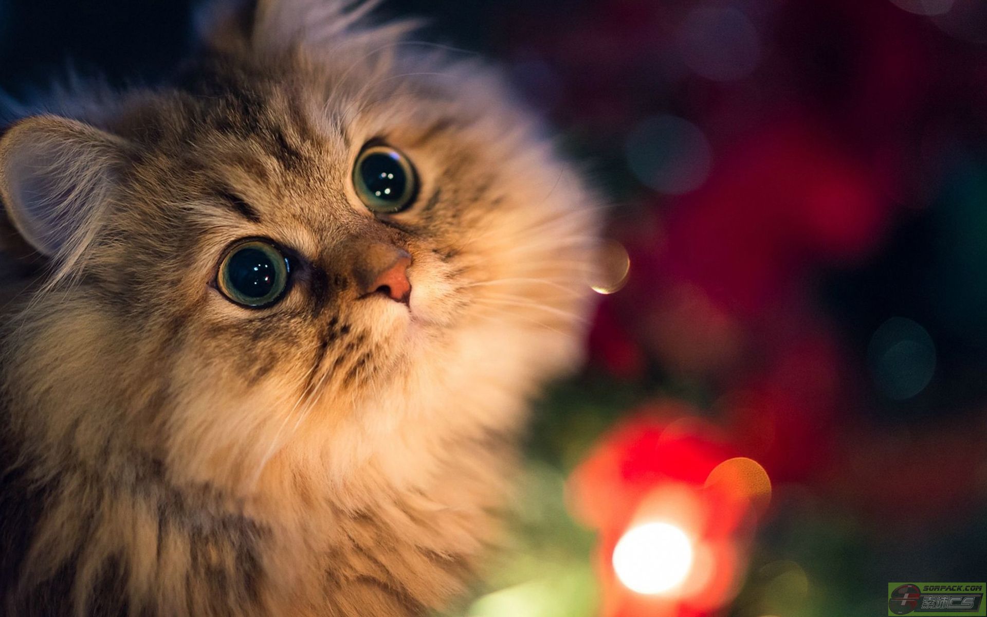 ͼƬ��������´��ڴ򿪲鿴